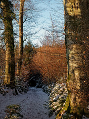 Verschneiter Waldweg in winterlichem Wald, bei Sonnenuntergang