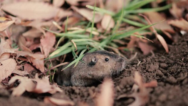 Mole rat or groundhog surfaces from its hole on the ground.
