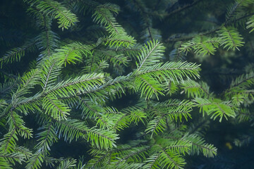Christmas background with beautiful green pine tree brunch close up.