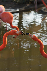 Two Flamingos