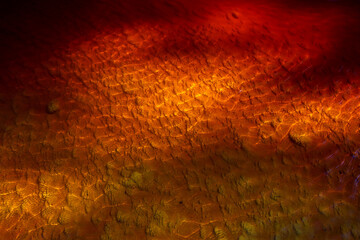 Red waters of the Rio Tinto, coloured by dissolved minerals, primarily
