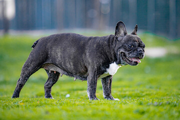 12 YEARS OLD BLACK FRENCH BULLDOG WITH WHITE SPOTS WALKING IN THE GRASS IN A SUNNY DAY