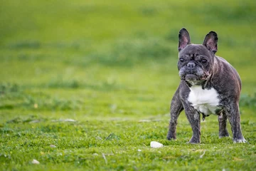 Wall murals French bulldog 12 YEARS OLD BLACK FRENCH BULLDOG WITH WHITE SPOTS WALKING IN THE GRASS IN A SUNNY DAY