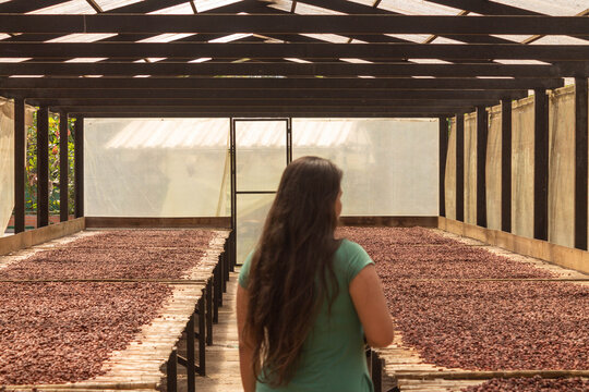 Mujer observa proceso de secado del cacao