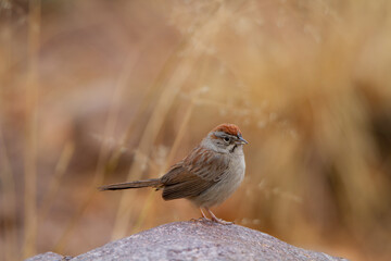 Rufous-crowned Sparrow perched on a rock with golden grasses behind.