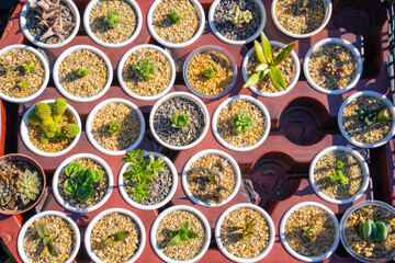 Pots with succulent sprouts decorated with pebbles stand in round shape pallet in the market. Indoor plants for creating comfort and beauty in house.