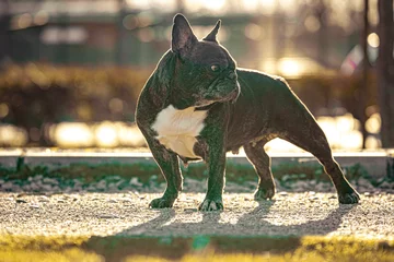  12 YEARS OLD BLACK FRENCH BULLDOG WITH WHITE SPOTS WALKING IN THE GRASS IN A SUNNY DAY © MARIO MONTERO ARROYO