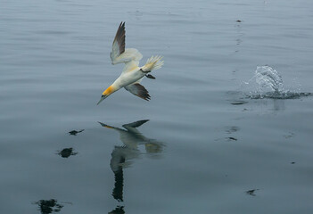 Diving Gannets with reflection
