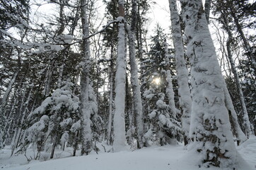 snow covered trees