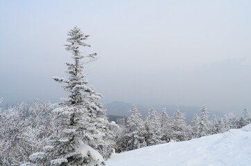 snow covered trees