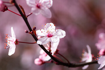 pink cherry blossom
