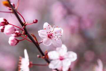cherry blossom