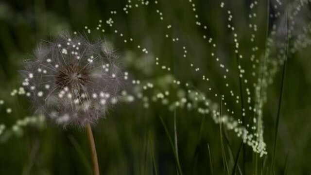 Digital composition of dna structure spinning against dandelion flower on grass field