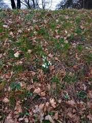 autumn leaves on the ground