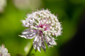 close up of a flower