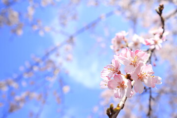 さくらと青空
