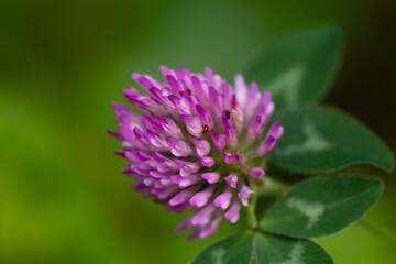 Fototapeta premium close up of a flower