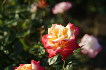 Rose