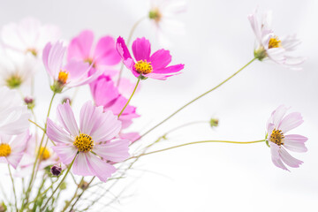 白バックのピンクのコスモスの花