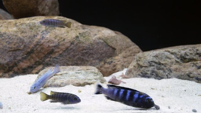 Right sliding close up shot of a colourful male pseudotropheus saulosi mbuna aquarium fresh water fish moving pebble while guarding its territory