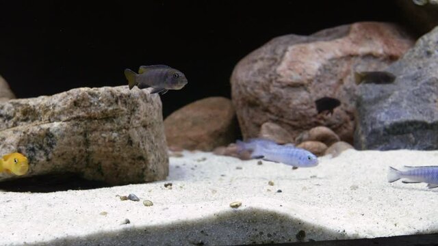 Left sliding close up shot revealing a colourful and beautiful yellow female pseudotropheus saulosi mbuna aquarium fresh water fish holding fry in its mouth.