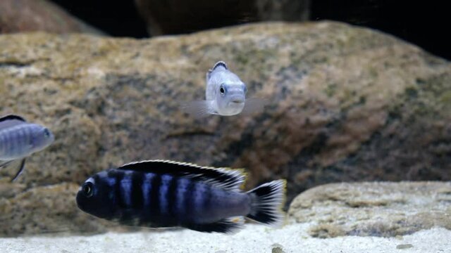 Static close up shot of multiple curious colourful Malawi mbuna rock dweller aquarium fresh water fish in an aquarium