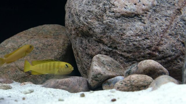 Static close up shot of a beautiful yellow female Pseudotropheus Saulosi Coral malawi mbuna rock dweller with fry