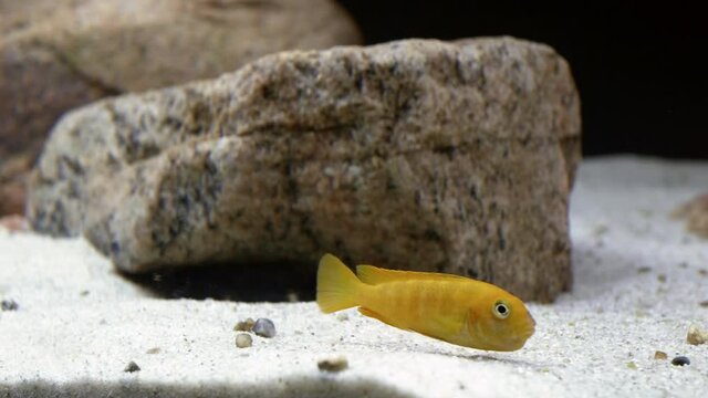 Static close up shot of colourful Malawi Mbuna cichlids swimming peacefully in a large fish tank.