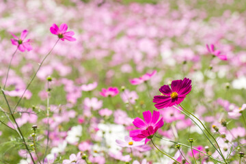 Obraz na płótnie Canvas お花畑をバックに濃いピンクのコスモスの花