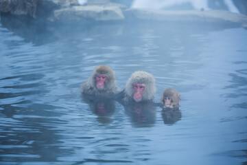 並んでお風呂　トリオ猿