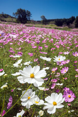 ピンクのお花畑をバックに白いコスモスの花のアップ