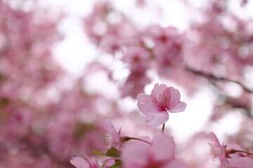 河津桜の風景