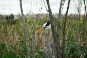 Lake Apopka Wildlife Drive