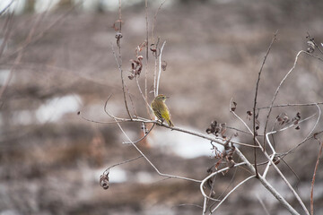 Lake Apopka Wildlife Drive