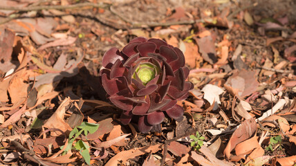  Cactus in the plant pot garden background. 