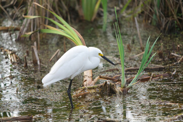 Lake Apopka Wildlife Drive