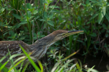 Lake Apopka Wildlife Drive