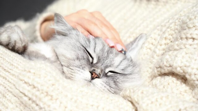 Woman in cozy sweater petting her lovely fluffy relaxed cat. Cute kitten with closed eyes sleeping in woman arms. Love for cats. Pets and human connection and trust