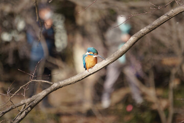 公園のカワセミ