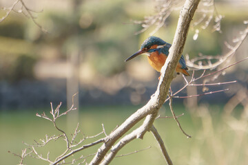 公園のカワセミ