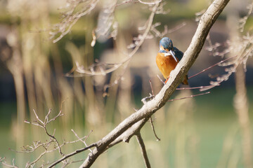 Fototapeta premium 公園のカワセミ