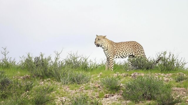 Wide shot of a male and female leopard walking into the frame and looking before the female is laying down, Kgalagadi Transfrontier Park