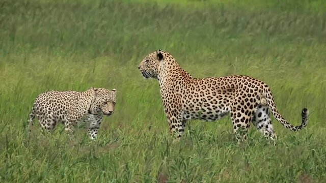 Special footage of a pair of leopards mating in the green landscape of the Kgalagadi Transfrontier Park.