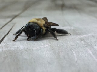 Sleeping Bee