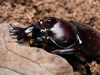 장수풍뎅이 우화부전 
