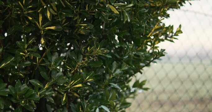 Euonymus Japonicus Plant In The Backyard With Wire Mesh Fence In The Morning During Winter. - close up
