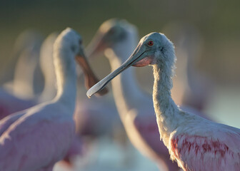 Espatula rosada, platalea ajaja mostrando saco gular
