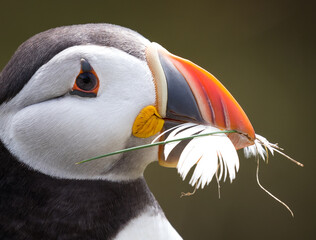Puffin with Feather Portrait
