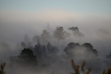 Obraz na płótnie Canvas Fog in Monterey California