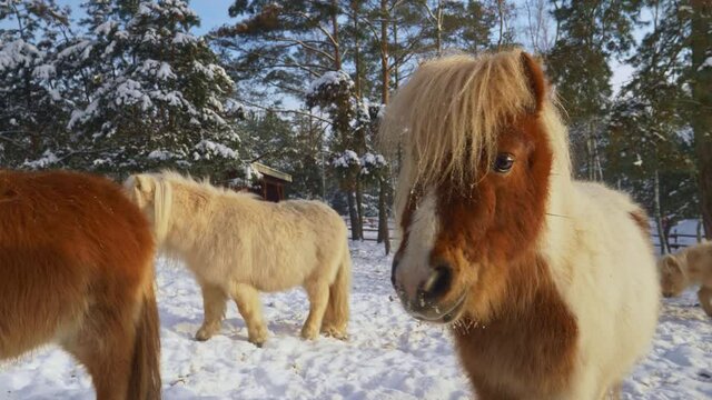 Close up of cute Shetland ponies with thick coat in beautiful winter scenery